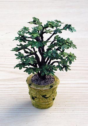 Specimen Fig Tree